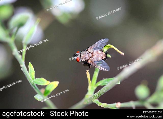 A close up of a fly. There are countless types of flies