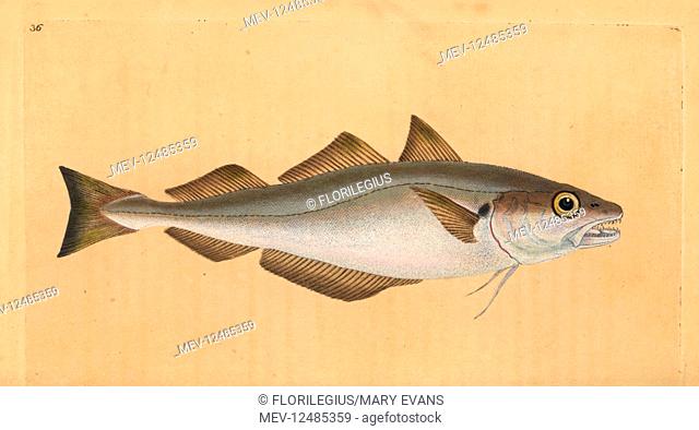 Whiting, Merlangius merlangus (Gadus merlangus). Handcoloured copperplate drawn and engraved by Edward Donovan from his Natural History of British Fishes