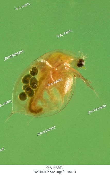 common water flea (Daphnia pulex), female with eggs in the brood chamber, Germany