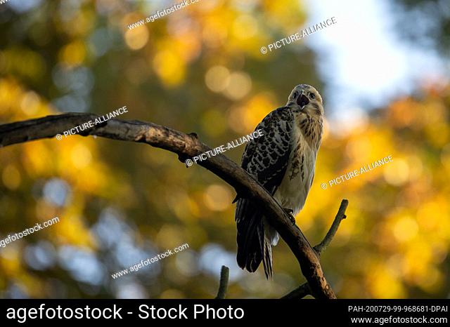 23 July 2020, Berlin: A young buzzard sits on a branch and begs for food. The young birds have left the nest and are still partly supplied with food by their...