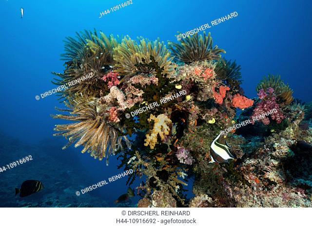 Colourful, Crinoids, Coral Reef, Namena, Marine, Reserve, Fiji, Soft corals, Soft coral, Soft Corals, Coral, corals, Reef, Reefs, Coral reef, Coral reefs