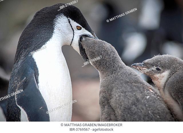 Chinstrap Penguin (Pygoscelis antarcticus) feeding a chick, Hannah Point, Livingston Iceland, Antarctica