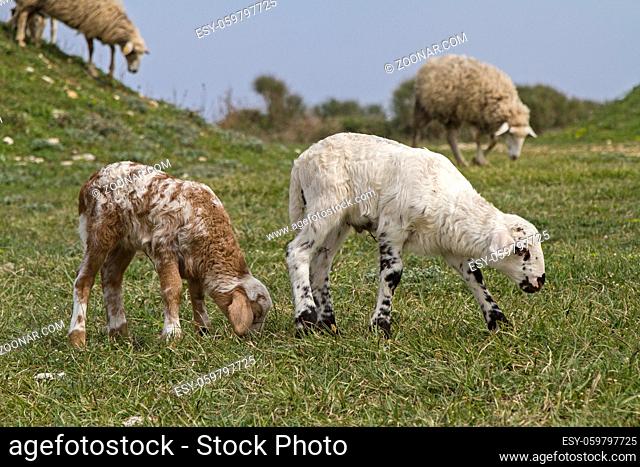 Genügsame Schafe in Istrien finden auch auf der karstigen Halbinsel Kamenjak noch Gräser und Futter