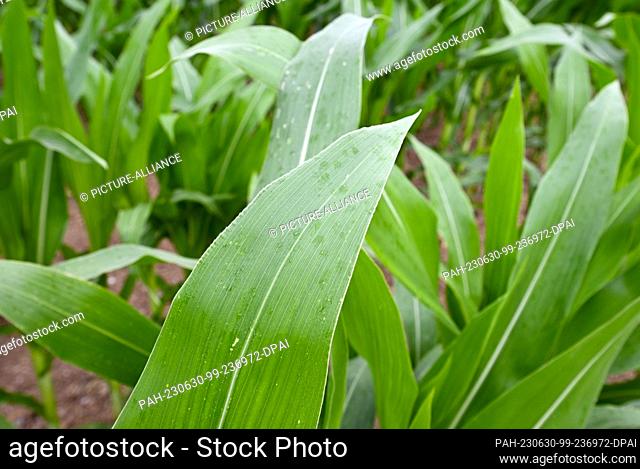 PRODUCTION - 29 June 2023, Hesse, Hofheim: A few drops of rain can be seen on a corn plant in a field near Hofheim am Taunus