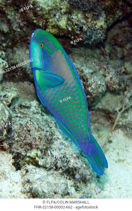 Bleeker's Parrotfish (Chlorurus bleekeri) adult, swimming, Sebayor Kecil, between Komodo and Flores Islands, Komodo N.P., Lesser Sunda Islands, Indonesia, July