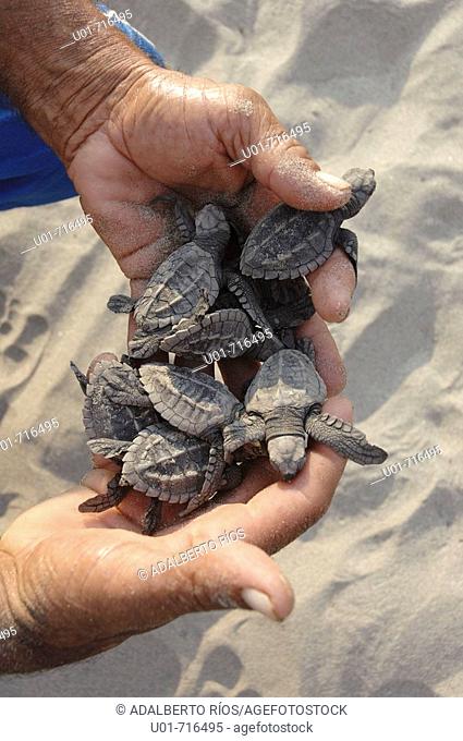 Olive Ridley Sea Turtles (Lepidochelys olivacea), Mexico