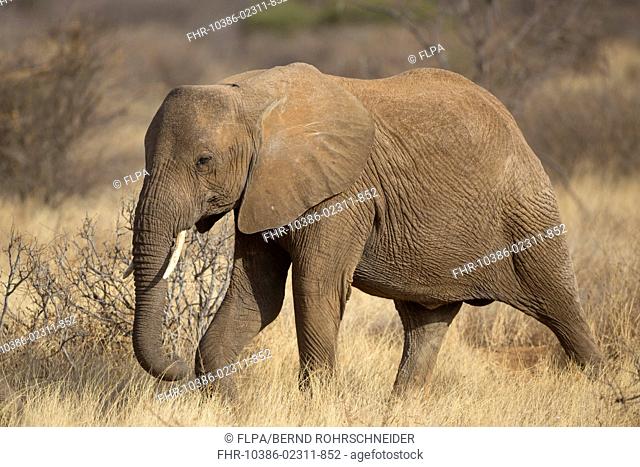 African Elephant (Loxodonta africana) immature, walking in dry savannah, Samburu National Reserve, Kenya, August