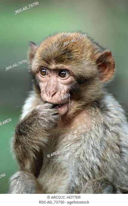Young Barbary Monkey Macaca sylvana