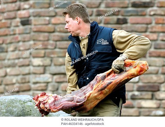 A zookeeper holds a large piece of beef in the lion's enclosure at the zoo in Duisburg, Germany, 14 February 2014. Among meat from the slaughterhouse