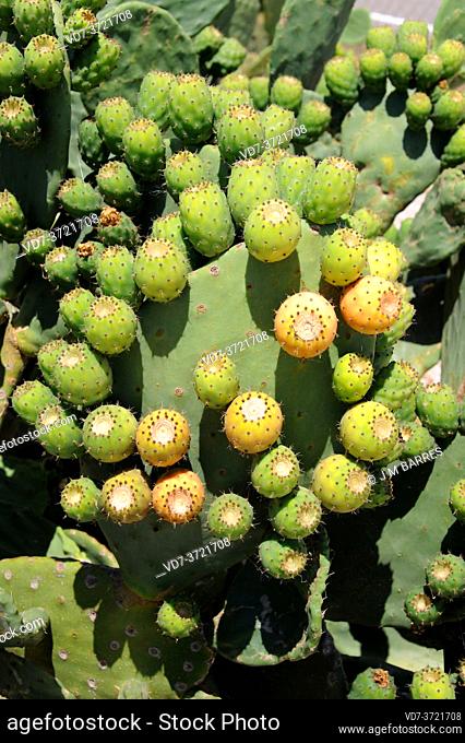 Barbary fig or Indian fig opuntia (Opuntia ficus-indica) is a cactus native to Mexico but naturalized in many arid or semiarid region of the World