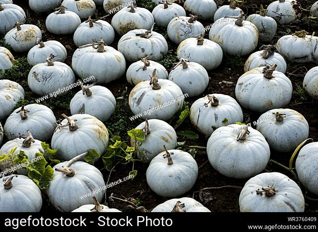 High angle view of freshly picked white gourds in a field