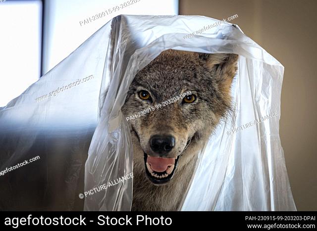 PRODUCTION - 04 September 2023, Brandenburg, Dallgow-Döberitz: A prepared wolf, still partially covered with foil, awaits the opening of the nature experience...