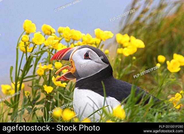 Calling Atlantic puffin (Fratercula arctica) showing coloured beak in the breeding season in summer