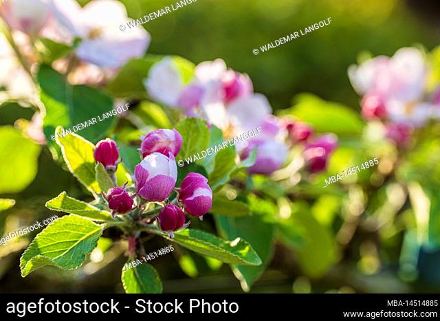 Apple blossom in spring, flower branch, closeup
