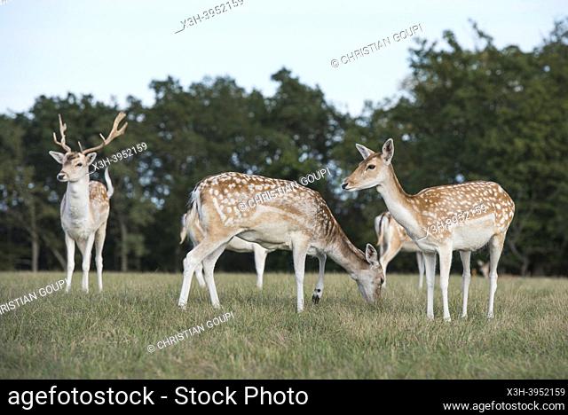 Herd of fallow deer, Park of the Chateau of Nogent-le-Roi, Eure-et-Loir department, Centre-Val-de-Loire region, France, Europe