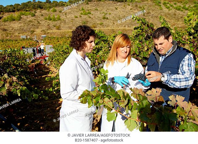 TECNALIA Researchers by sampling grapes in the vineyard of Bodegas Baigorri  The monitoring of the grape from the vineyard is essential for obtaining a high...