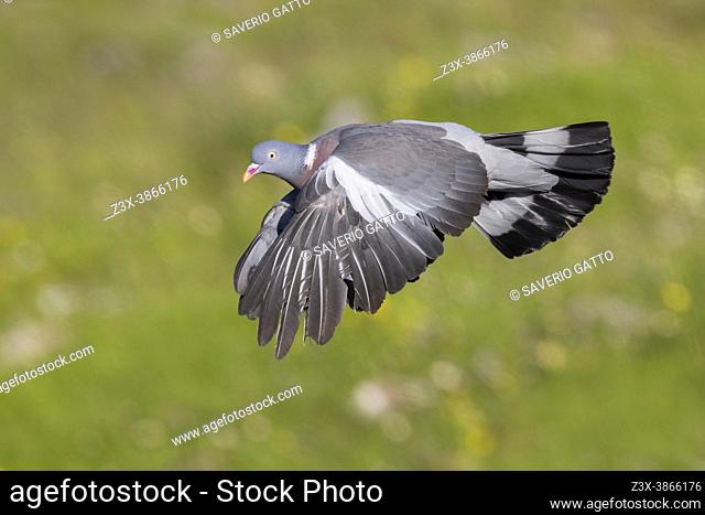 Common Wood Pigeon (Columba palumbus), side view of an adult in flight, Abruzzo, Italy
