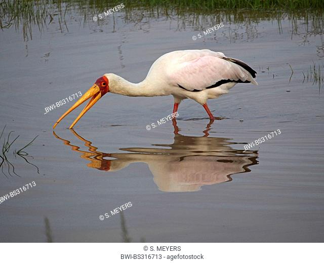 yellow-billed stork (Mycteria ibis), searching for food in a lake, Kenya, Lake Nakuru National Park
