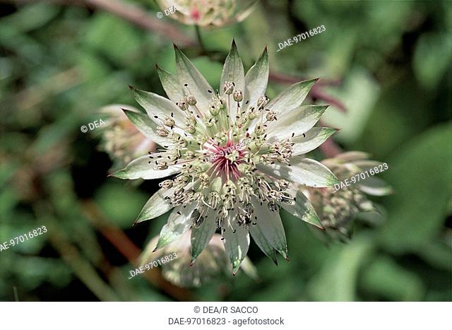 Botany - Umbelliferae. Masterwort (Astrantia major)