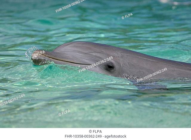 Bottle-nosed Dolphin Tursiops truncatus Adult swimming, close-up of head, Roatan, Honduras, Caribbean Sea