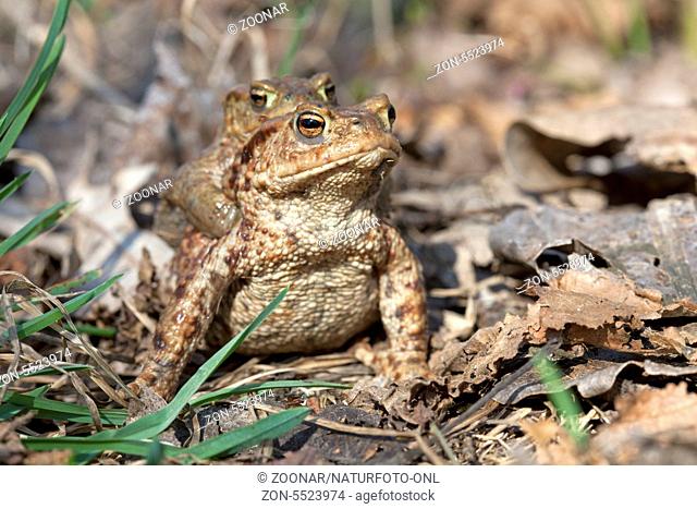 Krötenwanderung, Erdkröten / Toad migration, common toad / Bufo bufo