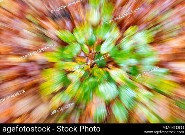 abstract image, abstract autumn colors, beech leaves