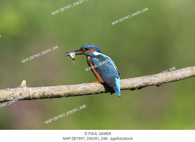 Common Kingfisher (Alcedo atthis) adult male, perched on branch with Common Rudd (Scardinius erythropthalamus) prey in beak, Suffolk, England, June