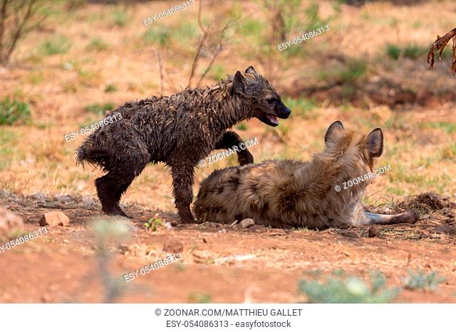 hyena cub and his mother Kruger national Park South Africa