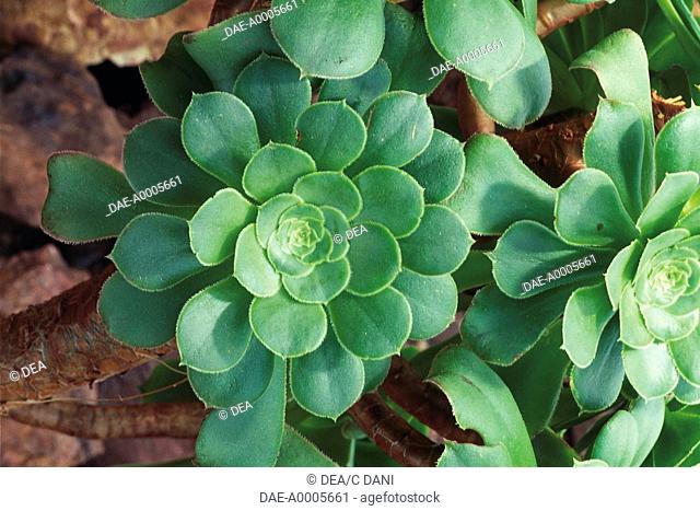 Botany - Crassulaceae - Tree aeonium (Aeonium arboreum)