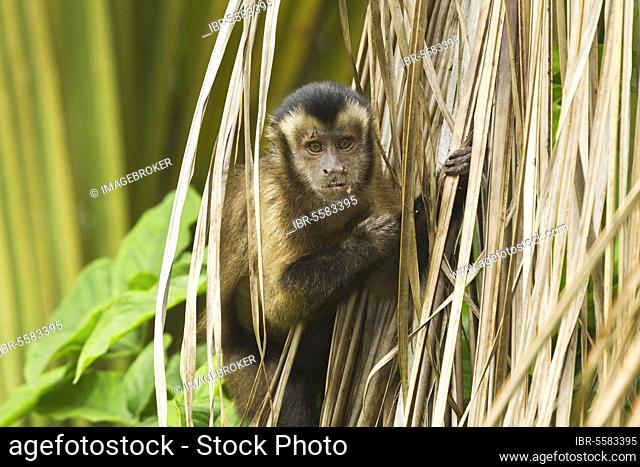 Brown Capuchin (Cebus apella) adult, feeding, clinging to dead palm leaves, Devil's Island, Iles du Salut, French Guiana, South America