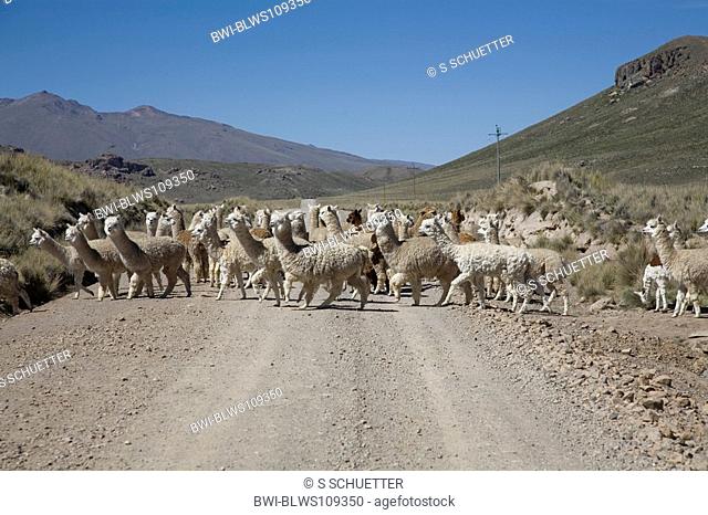 alpaca Lama pacos, herd crossing the street, Peru