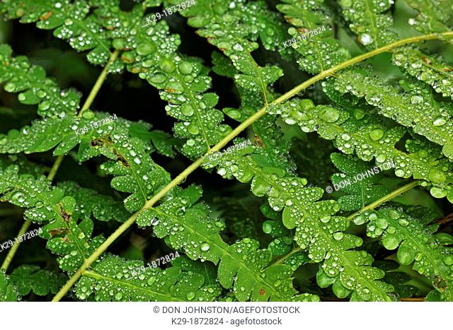 Interrupted fern Osmunda claytoniana Fronds with raindrops, Greater Sudbury Lively, Ontario, Canada