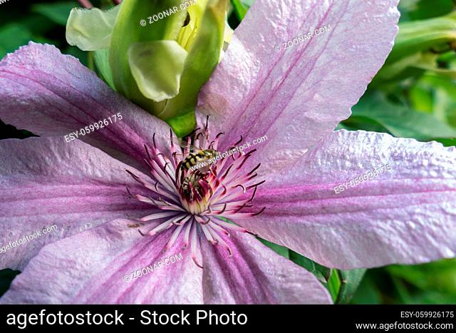 Hoverfly on a Pink Clematis Flower