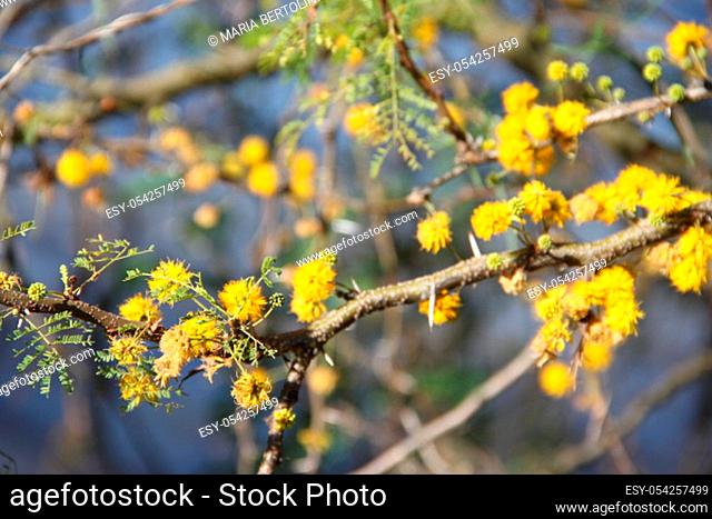 Acacia yellow flower