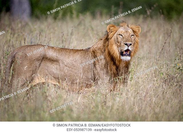 Male Lion standing in the high grass in the Kruger National Park, South Africa