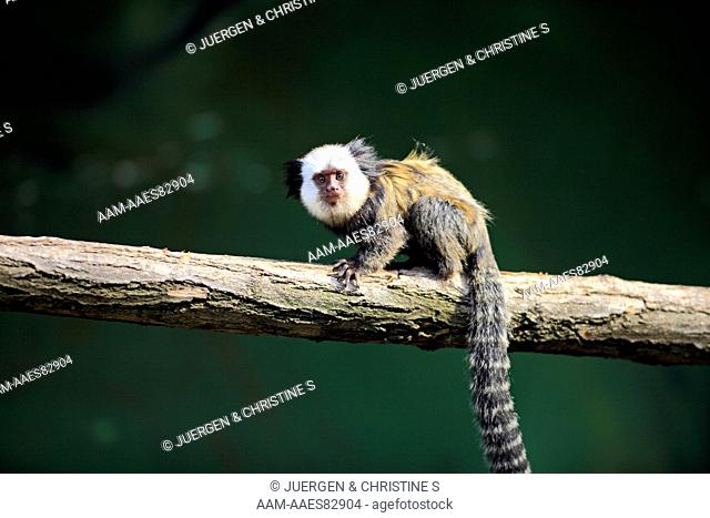 White-Headed Marmoset, Tufted-Ear Marmoset, Geoffroy`s Marmoset young on tree (Callithrix geoffroyi) Brazil, South America