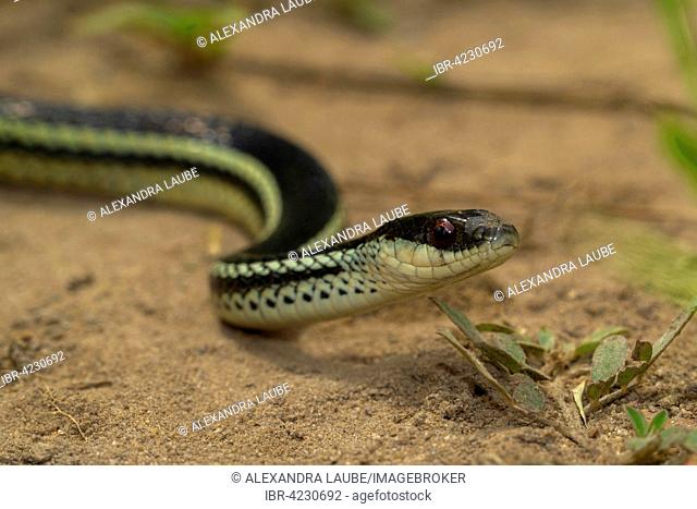 Snake (Thamnosophis lateralis), Isalo National Park, Madagascar