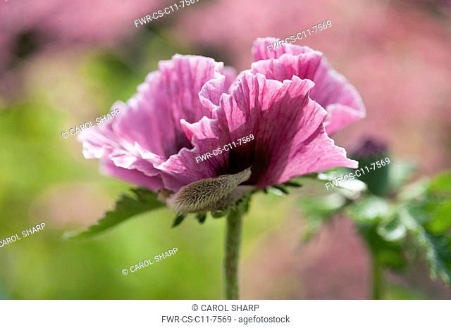Oriental poppy, Papaver orientale 'Patty's Plum', Side view of one dusty pink flower with crinkled petals as it opens, discarding its furry bud sheath