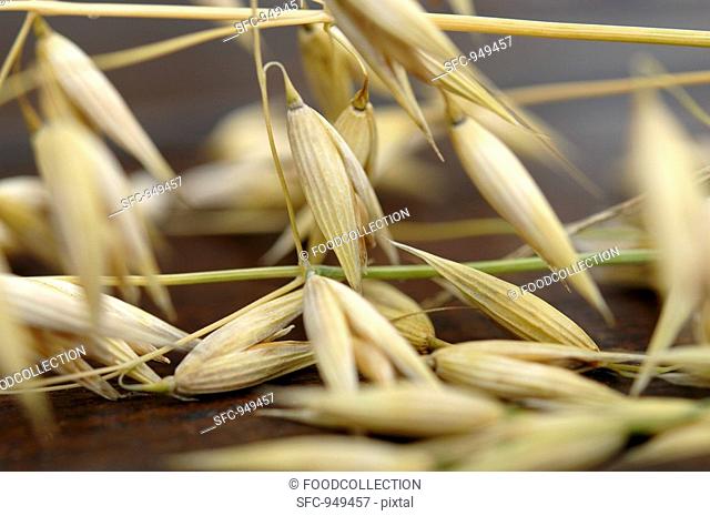Ears of oats, close-up