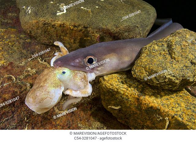 Deep sea. Conger eel. Juvenile conger (Conger conger) devouring common octopus (Octopus vulgaris). Eastern Atlantic. Galicia. Spain. Europe