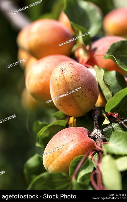 Ripe Wachau apricots hanging on a tree