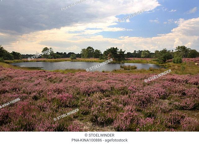 Heather, Ling Calluna vulgaris - Kampina, Brandven, North Brabant, The Netherlands, Holland, Europe