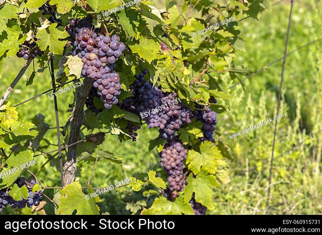Ripening grapes in Southern Moravia, Czech Republic