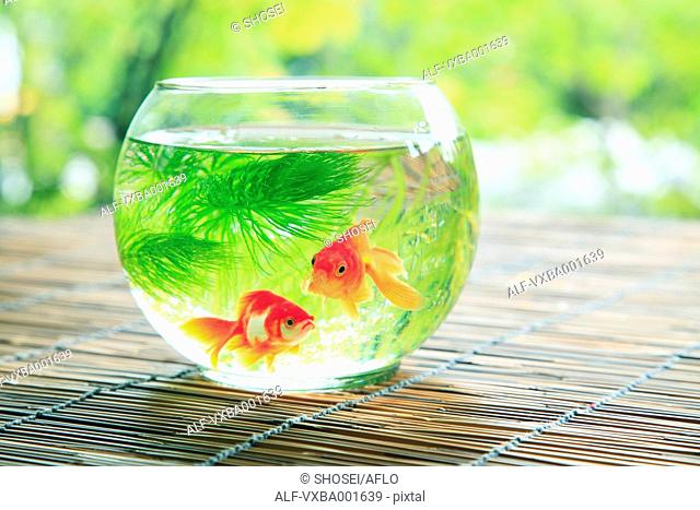 Goldfishes in a bowl