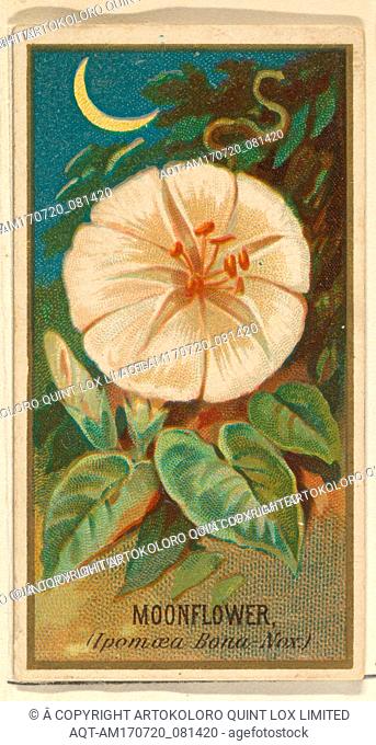 Moonflower (Ipomoea Bona Nox), from the Flowers series for Old Judge Cigarettes, 1890, Commercial color lithograph, sheet: 2 3/4 x 1 1/2 in. (7 x 3