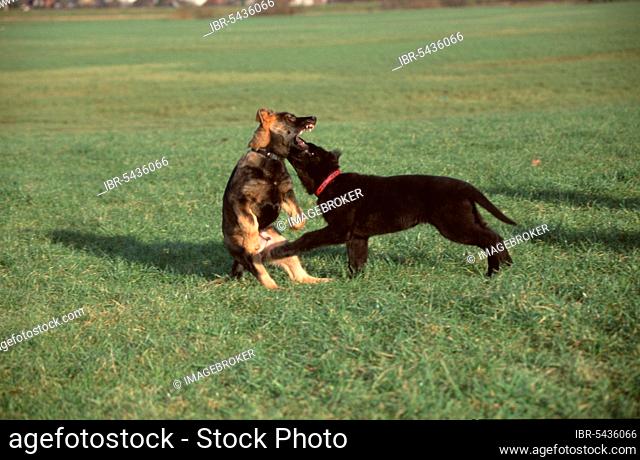 German Shepherd Dogs, Puppies, 3 months, Alsatian