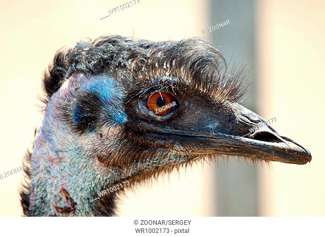 Ostrich emu