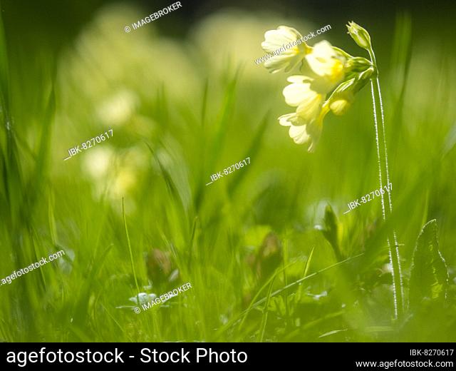 Common cowslip (Primula veris), Gesäuse National Park, Styria, Austria, Europe