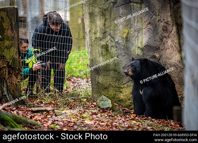 28 January 2020, Lower Saxony, Osnabrück: Black bear ""Honey"" is photographed by keepers in the black bear enclosure in the North American animal world...