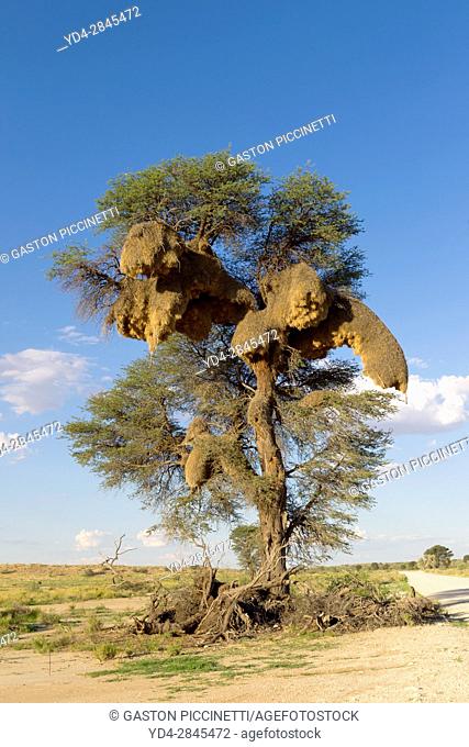 Huge communal nest of Sociable Weavers (Philetairus socius) in a camelthorn tree (Acacia erioloba), Kgalagadi Transfrontier Park in rainy season, Kalhari Desert